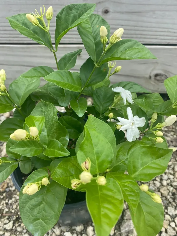 Double_Petal_Juiful/Jasmine_(with_a_amazing_fragrance)_Live_Flowering_Plant_&_Tree_For_Home_Garden_(1.5-3.5_Ft_Height)_Pack_Of_1