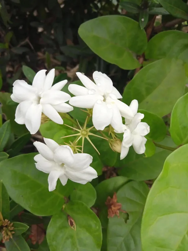 Double_Petal_Juiful/Jasmine_(with_a_amazing_fragrance)_Live_Flowering_Plant_&_Tree_For_Home_Garden_(1.5-3.5_Ft_Height)_Pack_Of_1