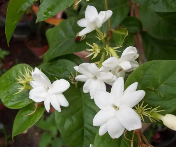 Double_Petal_Juiful/Jasmine_(with_a_amazing_fragrance)_Live_Flowering_Plant_&_Tree_For_Home_Garden_(1.5-3.5_Ft_Height)_Pack_Of_1