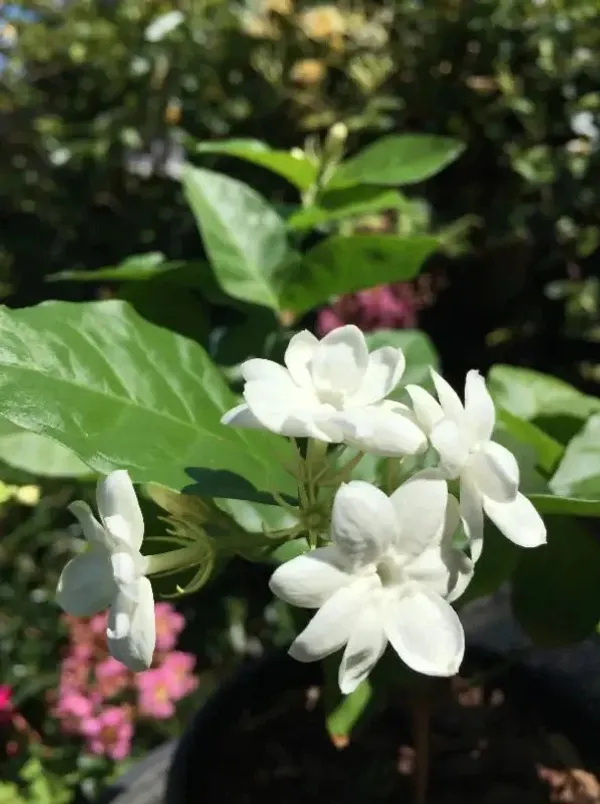 Double_Petal_Juiful/Jasmine_(with_a_amazing_fragrance)_Live_Flowering_Plant_&_Tree_For_Home_Garden_(1.5-3.5_Ft_Height)_Pack_Of_1