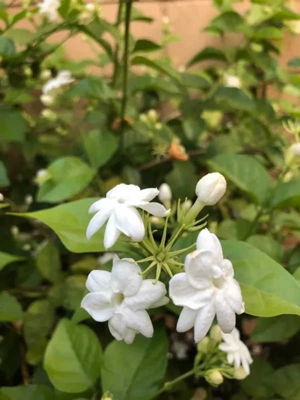 Double_Petal_Juiful/Jasmine_(with_a_amazing_fragrance)_Live_Flowering_Plant_&_Tree_For_Home_Garden_(1.5-3.5_Ft_Height)_Pack_Of_1