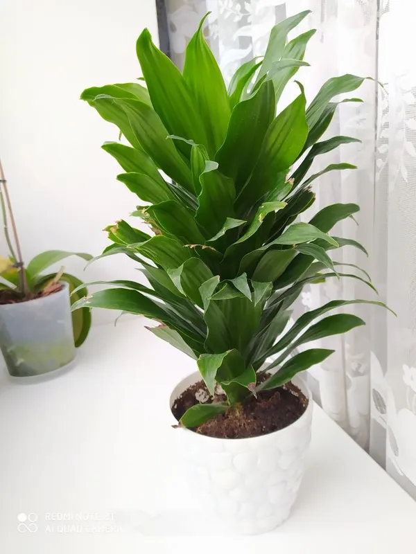 Dracaena_Compacta_Live_Indoor_Plant_With_Pot_Dracena_Green_(Pack_of_1_Healthy_Live_Plant)