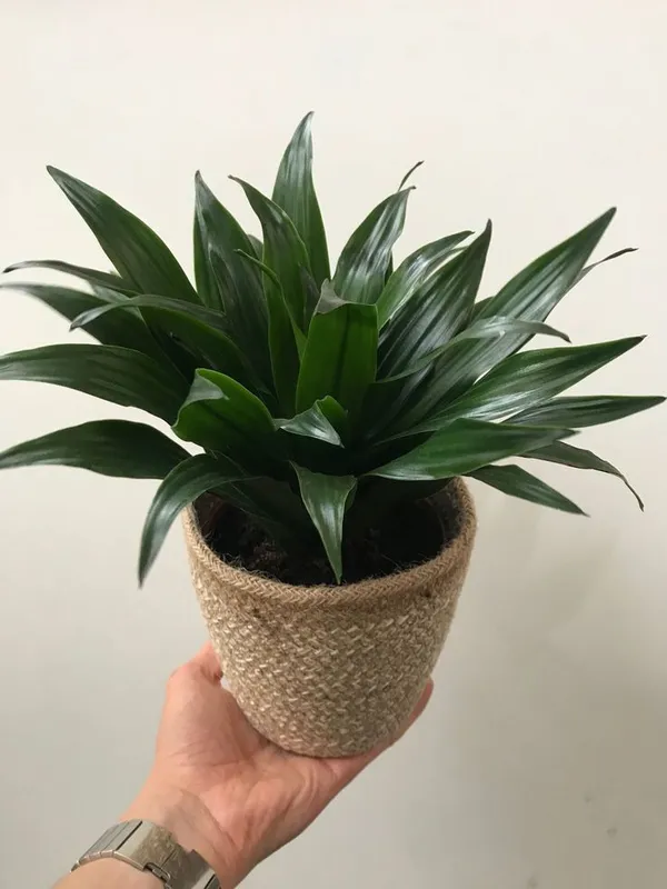 Dracaena_Compacta_Live_Indoor_Plant_With_Pot_Dracena_Green_(Pack_of_1_Healthy_Live_Plant)
