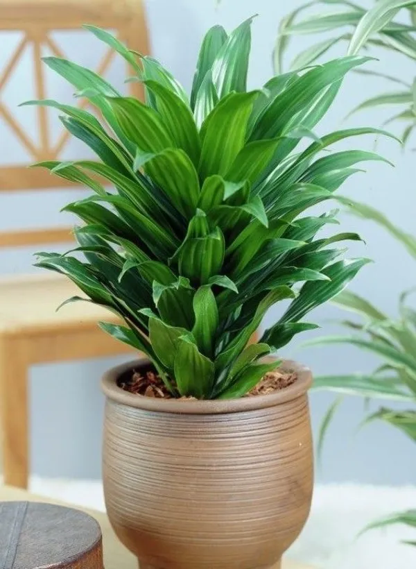 Dracaena_Compacta_Live_Indoor_Plant_With_Pot_Dracena_Green_(Pack_of_1_Healthy_Live_Plant)