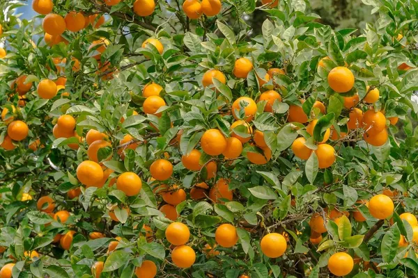 Dwarf_Variety_Chinese_Orange_Live_Fruit_Plant_&_Tree_(1.5-3.5_Ft_Height)_For_Home_Garden,_Pack_Of_1