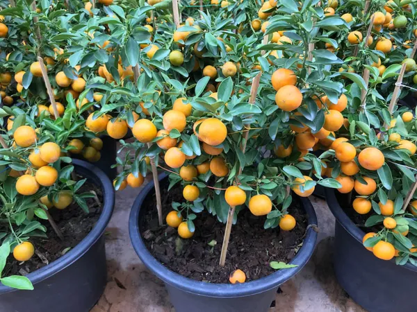 Dwarf_Variety_Chinese_Orange_Live_Fruit_Plant_&_Tree_(1.5-3.5_Ft_Height)_For_Home_Garden,_Pack_Of_1