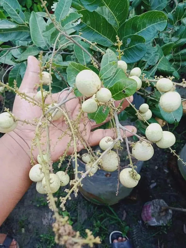 Dwarf_Vietnam_Sigon_Variety_Longan_Plant_(Grafted/Air_Layered)_Healthy,Dimocarpus_Longan_Tree,_Huge_productivity,Regular_Bearing(1-1.5_Feet_Size)