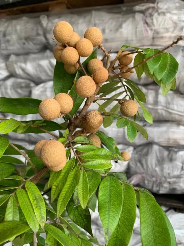 Dwarf_Vietnam_Sigon_Variety_Longan_Plant_(Grafted/Air_Layered)_Healthy,Dimocarpus_Longan_Tree,_Huge_productivity,Regular_Bearing(1-1.5_Feet_Size)