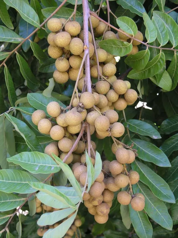 Dwarf_Vietnam_Sigon_Variety_Longan_Plant_(Grafted/Air_Layered)_Healthy,Dimocarpus_Longan_Tree,_Huge_productivity,Regular_Bearing(1-1.5_Feet_Size)