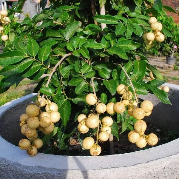 Dwarf_Vietnam_Sigon_Variety_Longan_Plant_(Grafted/Air_Layered)_Healthy,Dimocarpus_Longan_Tree,_Huge_productivity,Regular_Bearing(1-1.5_Feet_Size)