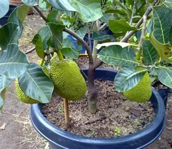 Vietnam_All-time_Jackfruit_Grafted_Plant_(Height_1.5_Ft_-_2_Ft)