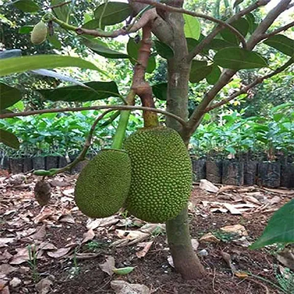 Vietnam_All-time_Jackfruit_Grafted_Plant_(Height_1.5_Ft_-_2_Ft)