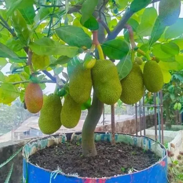 Vietnam_All-time_Jackfruit_Grafted_Plant_(Height_1.5_Ft_-_2_Ft)