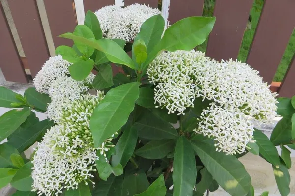 Easy_To_Care_White_Ixora_Shrub_Flower_Plant_&_Tree_For_Home_Garden_Decor_(1.5-3.5_Ft_Height)_Pack_Of_1