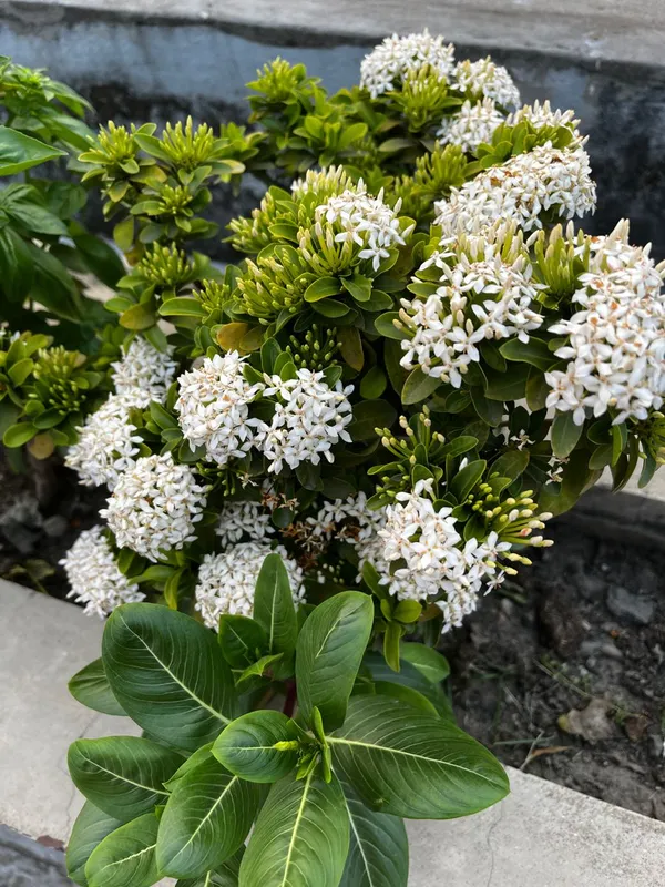 Easy_To_Care_White_Ixora_Shrub_Flower_Plant_&_Tree_For_Home_Garden_Decor_(1.5-3.5_Ft_Height)_Pack_Of_1