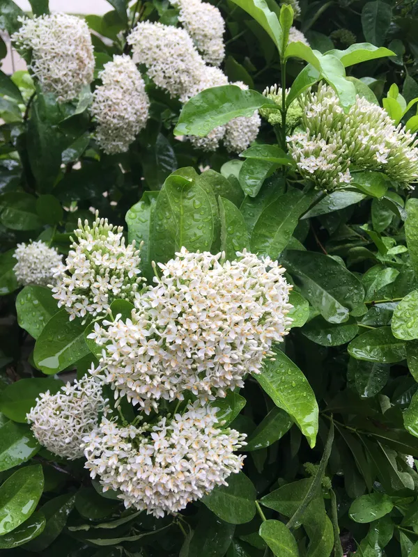 Easy_To_Care_White_Ixora_Shrub_Flower_Plant_&_Tree_For_Home_Garden_Decor_(1.5-3.5_Ft_Height)_Pack_Of_1