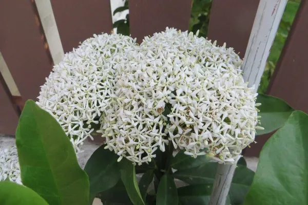 Easy_To_Care_White_Ixora_Shrub_Flower_Plant_&_Tree_For_Home_Garden_Decor_(1.5-3.5_Ft_Height)_Pack_Of_1