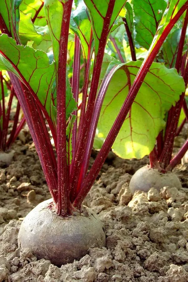 Easy_To_Grow_Chukandar/Beetroot_Seeds_-_10_gms_For_Home_Garden,_Beetroot_Good_For_Health_||_Pack_Of_1_||