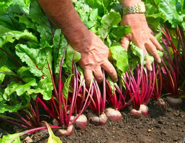 Easy_To_Grow_Chukandar/Beetroot_Seeds_-_10_gms_For_Home_Garden,_Beetroot_Good_For_Health_||_Pack_Of_1_||