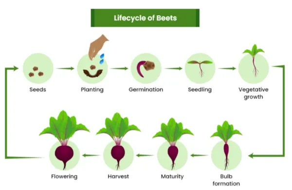 Easy_To_Grow_Chukandar/Beetroot_Seeds_-_10_gms_For_Home_Garden,_Beetroot_Good_For_Health_||_Pack_Of_1_||