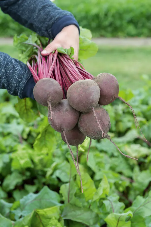 Easy_To_Grow_Chukandar/Beetroot_Seeds_-_10_gms_For_Home_Garden,_Beetroot_Good_For_Health_||_Pack_Of_1_||