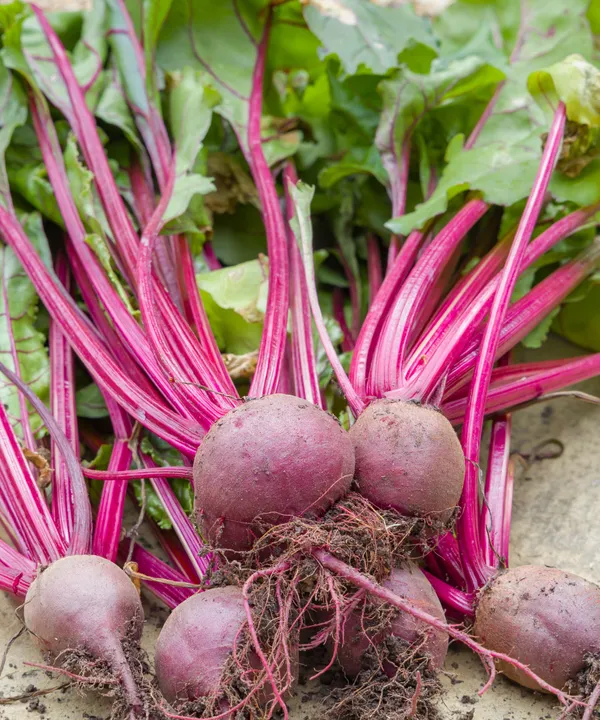 Easy_To_Grow_Chukandar/Beetroot_Seeds_-_10_gms_For_Home_Garden,_Beetroot_Good_For_Health_||_Pack_Of_1_||