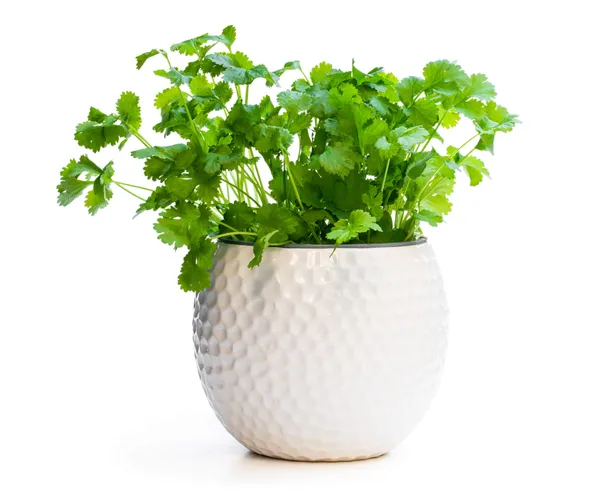 Easy_To_Grow_Coriander/Dhaniya_Seeds_-_200_gms_(Pack_Of_1)_For_Your_Home_Garden