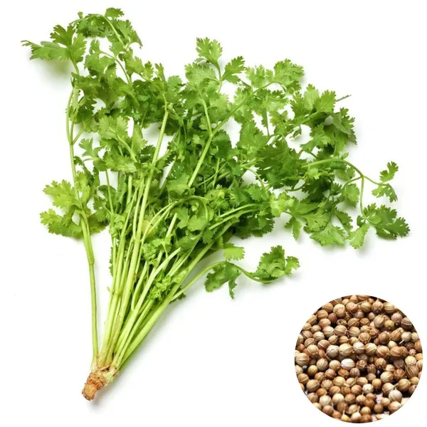 Easy_To_Grow_Coriander/Dhaniya_Seeds_-_200_gms_(Pack_Of_1)_For_Your_Home_Garden