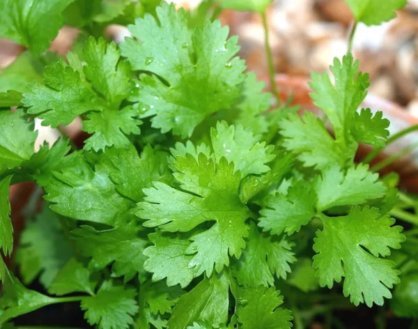 Easy_To_Grow_Coriander/Dhaniya_Seeds_-_200_gms_(Pack_Of_1)_For_Your_Home_Garden