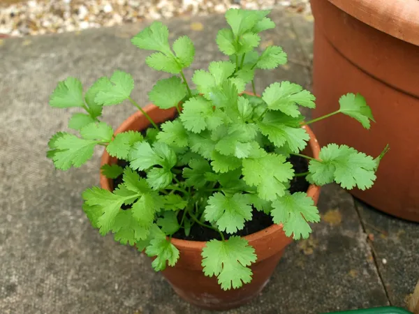 Easy_To_Grow_Coriander/Dhaniya_Seeds_-_200_gms_(Pack_Of_1)_For_Your_Home_Garden