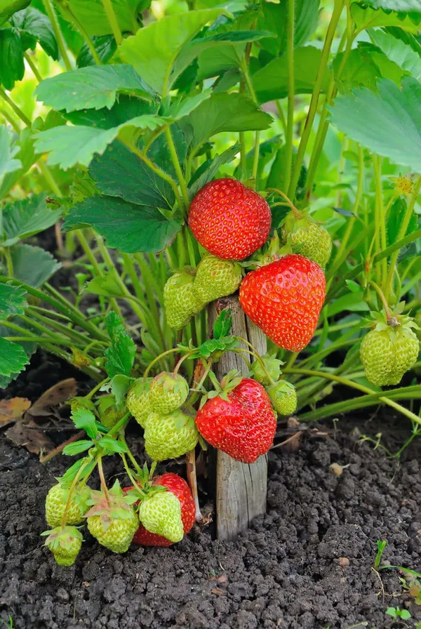 Easy_To_Grow_Hybrid_Strawberry_Fruit_Plant_(Pack_Of_1)