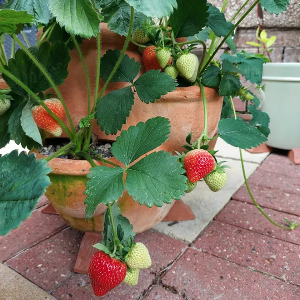 Easy_To_Grow_Hybrid_Strawberry_Fruit_Plant_(Pack_Of_1)