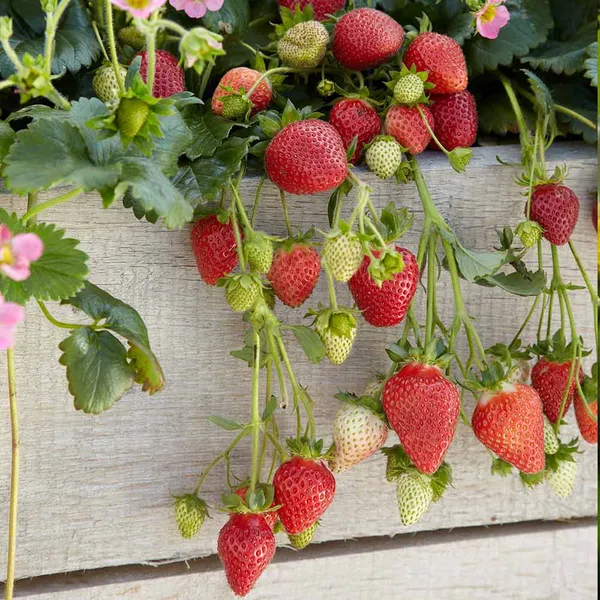 Easy_To_Grow_Hybrid_Strawberry_Fruit_Plant_(Pack_Of_1)