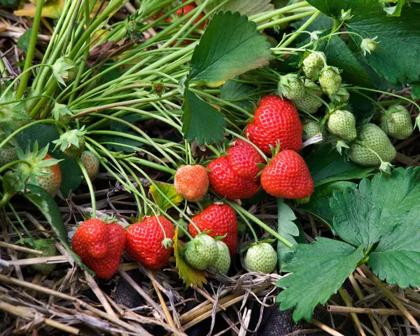 Easy_To_Grow_Hybrid_Strawberry_Fruit_Plant_(Pack_Of_1)