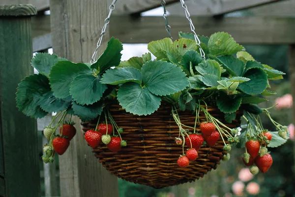 Easy_To_Grow_Hybrid_Strawberry_Fruit_Plant_(Pack_Of_1)