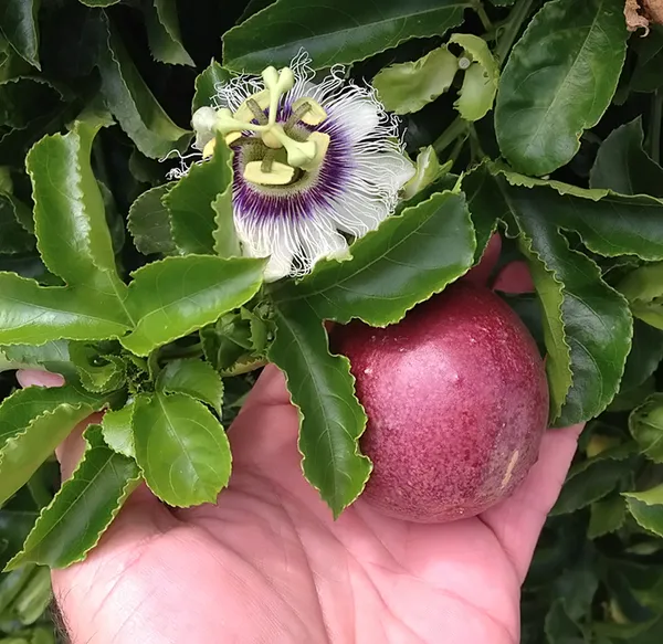 Easy_To_Grow_Red_Passion_Fruit_Plant_Vine_For_Home_Garden,_Pack_Of_1