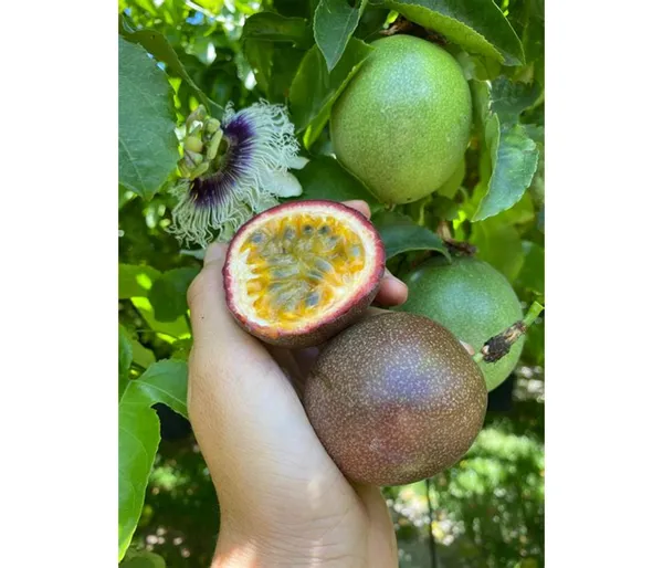 Easy_To_Grow_Red_Passion_Fruit_Plant_Vine_For_Home_Garden,_Pack_Of_1