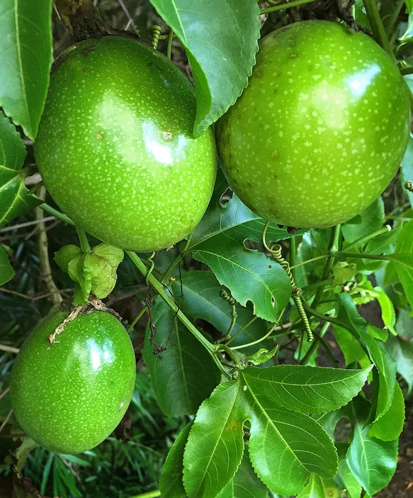 Easy_To_Grow_Red_Passion_Fruit_Plant_Vine_For_Home_Garden,_Pack_Of_1