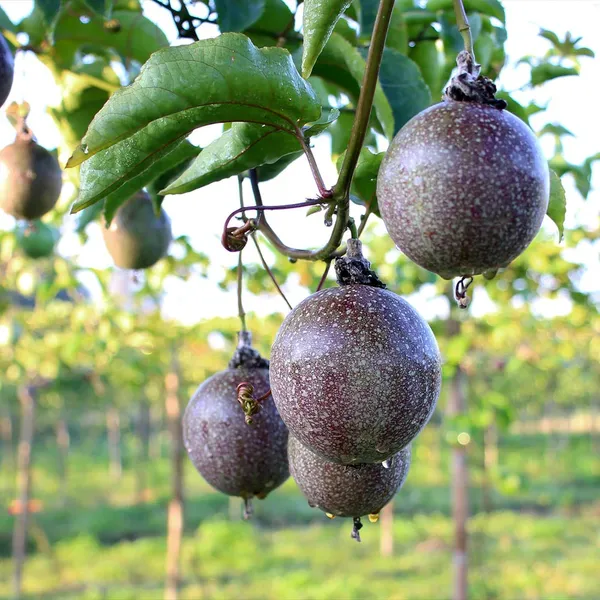 Easy_To_Grow_Red_Passion_Fruit_Plant_Vine_For_Home_Garden,_Pack_Of_1