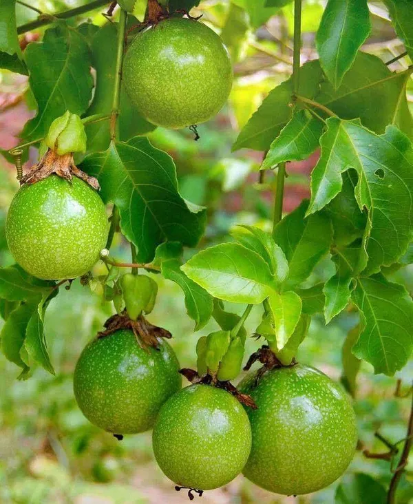 Easy_To_Grow_Red_Passion_Fruit_Plant_Vine_For_Home_Garden,_Pack_Of_1