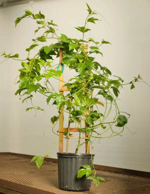 Easy_To_Grow_Red_Passion_Fruit_Plant_Vine_For_Home_Garden,_Pack_Of_1