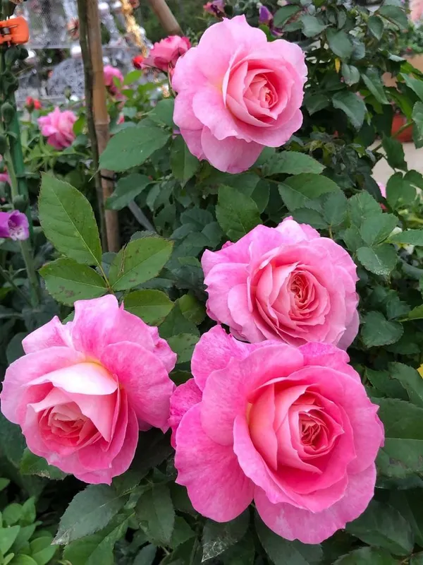 Easy_To_Grow_Rose_Live_Flower_Plant_&_Tree_For_Home_Garden,_Well_Watered_Pink_Rose_Plant_(Pack_Of_1)