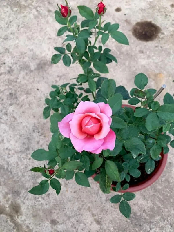 Easy_To_Grow_Rose_Live_Flower_Plant_&_Tree_For_Home_Garden,_Well_Watered_Pink_Rose_Plant_(Pack_Of_1)