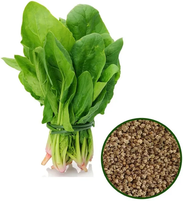 Easy_To_Grow_Spinach/Palak_Healthy_Vegetable_Seeds_-_200_gms_For_Home_Garden,_Pack_Of_1