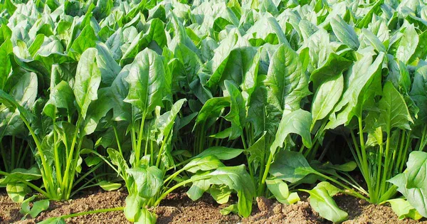 Easy_To_Grow_Spinach/Palak_Healthy_Vegetable_Seeds_-_200_gms_For_Home_Garden,_Pack_Of_1