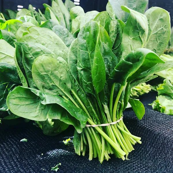 Easy_To_Grow_Spinach/Palak_Healthy_Vegetable_Seeds_-_200_gms_For_Home_Garden,_Pack_Of_1