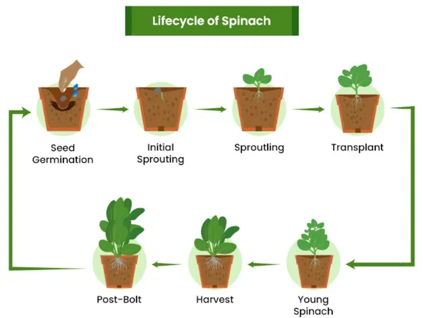 Easy_To_Grow_Spinach/Palak_Healthy_Vegetable_Seeds_-_200_gms_For_Home_Garden,_Pack_Of_1