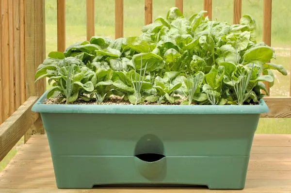 Easy_To_Grow_Spinach/Palak_Healthy_Vegetable_Seeds_-_200_gms_For_Home_Garden,_Pack_Of_1