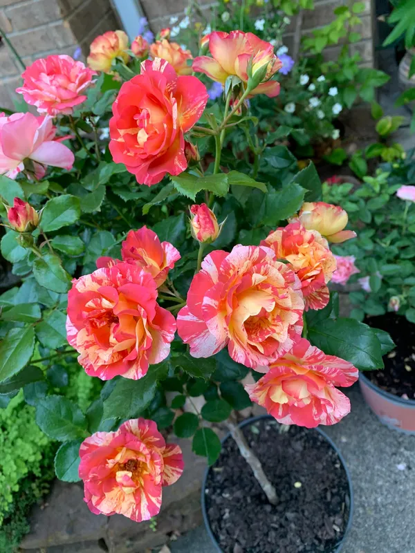 Elegant_Rose_Bicolor_Blooming_Flower_Plant_&_Tree_(1.5-3.5_Ft_Height)_For_Shrub/Bush/Garden,_Pack_Of_1