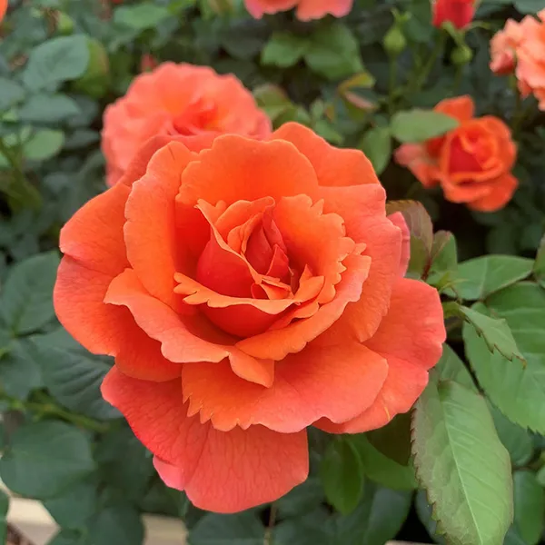 Elegant_Rose_Flower_Live_Plant_For_Shrub/Home/Office/Garden_Decor,_Pack_Of_1